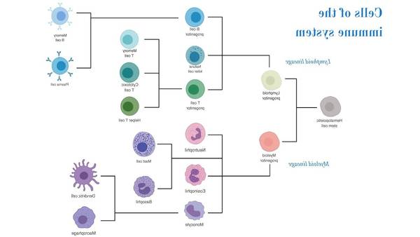 lowered immune system definition